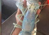 渔民捕获蓝色半透明龙虾 专家：味道没差别