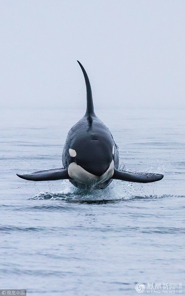 2018年7月23日 6吨虎鲸优雅地跃出水面 演绎轻功"水上漂(图)