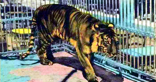 

近代最不可思议的灭绝动物，最后一个数量比人还多
