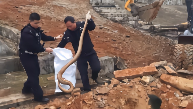 太刺激！村民重建祖墓时遇3条2米巨蟒