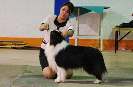 北京最大最专业养狗场总有一只纯种金毛犬宝宝