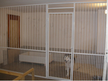 北京最大最专业养狗场总有一只纯种金毛犬宝宝