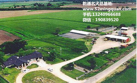 北京最大最专业养狗场总有一只纯种金毛犬宝宝