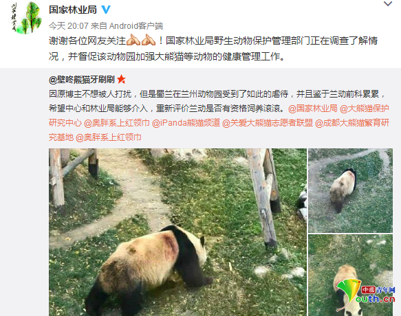 兰州动物园被曝虐待大熊猫 国家林业局回应