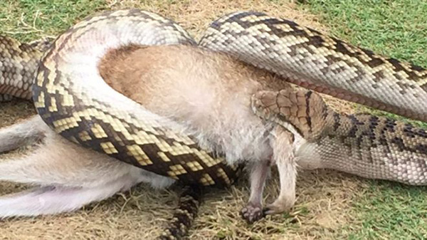 澳大利亚一高尔夫球场上惊现蟒蛇活吞沙袋鼠