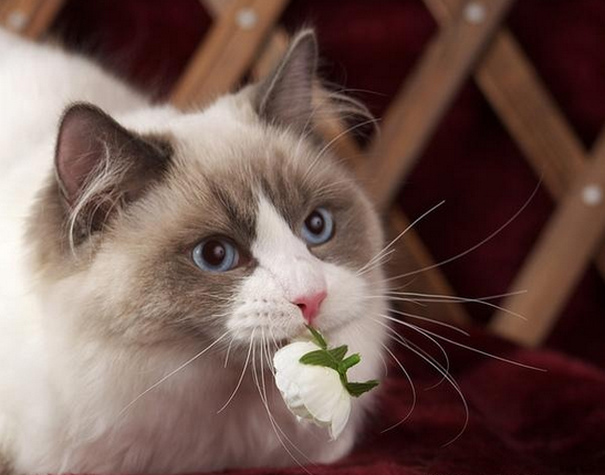 猫咪吃猫草好吗?去毛球猫咪化毛膏更胜一筹