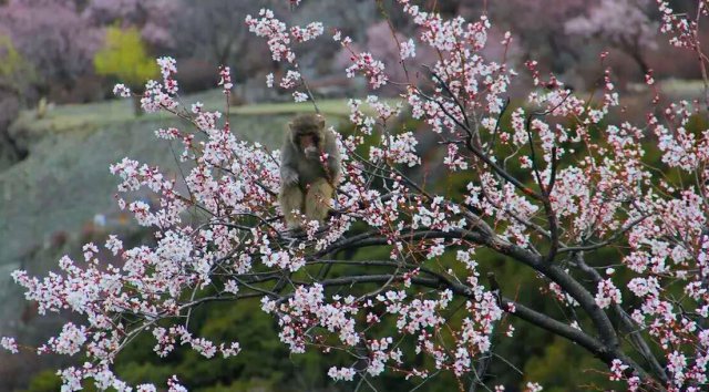 2017年林芝桃花季自驾之旅与婚纱摄影节隆重