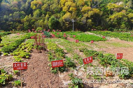 五丰农场瓜果,蔬菜试验田一角