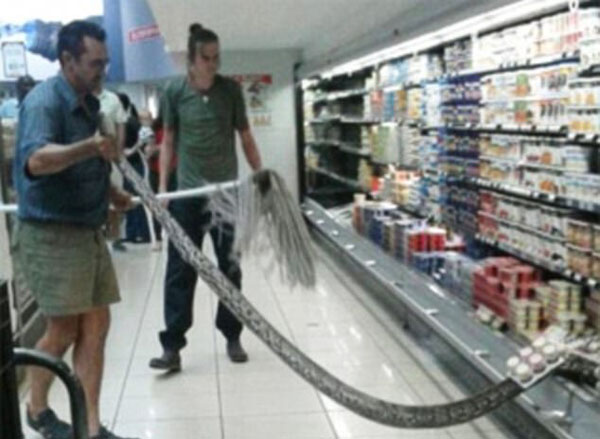南非超市冰箱惊现3米巨蟒 吓坏女顾客