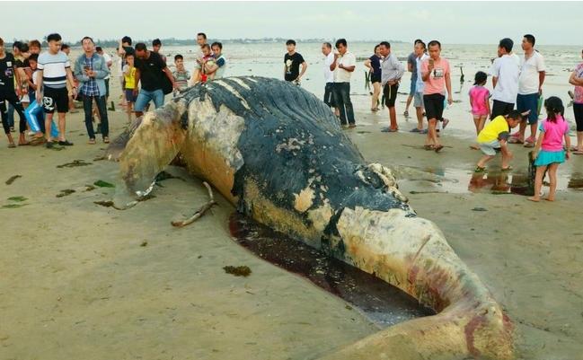 海南文昌海滩发现座头鲸尸体 死因待查