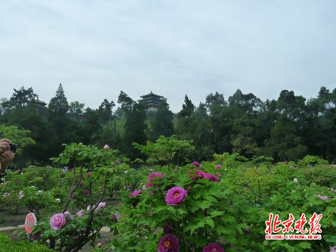 北京景山公园可赏百岁黑牡丹 两万余株