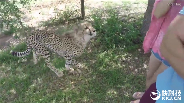 中国女游客南非突遭猎豹袭击：跪地尖叫