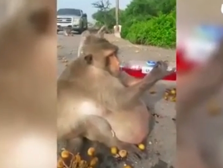 泰国一猴子疑因投食过度胖成猪画面不忍直视