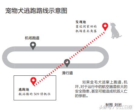 金毛犬托运被打重伤续：东航垫付5万救治费(组图)