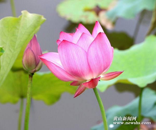 安徽歙县:练江牧场荷花开