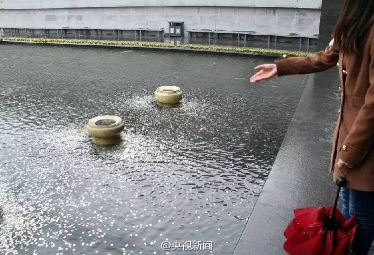 长沙烈士公园大海龟也遭祈福劫 它是被噎死的!