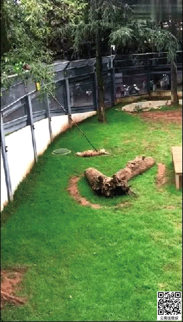 昆明动物园2只公虎相斗 年长东北虎被咬窒息而死