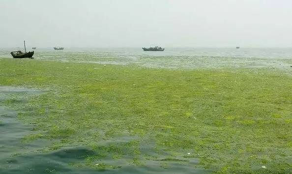 又赖中国？韩国抱怨济州岛被来自中国的藻类“占领”