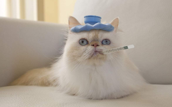 友鑫宠物托运提醒猫猫托运家长:秋天仍要警惕