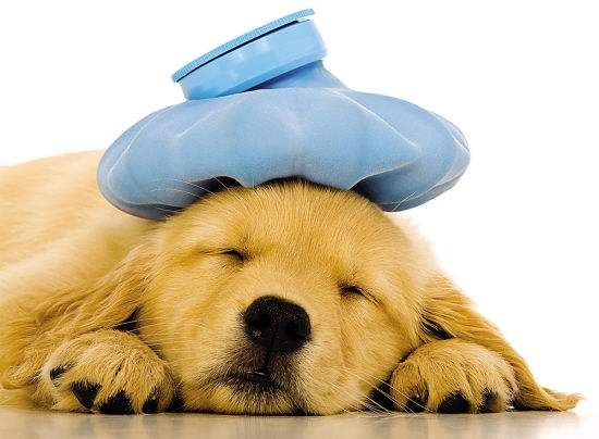 友鑫宠物托运提醒狗狗托运:秋天仍要警惕猫瘟