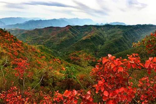 漫步在秋日的新安 赏漫山红叶 看熊猫嬉戏