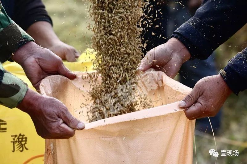 世界纪录超级稻启动收割 农民笑称：太多了