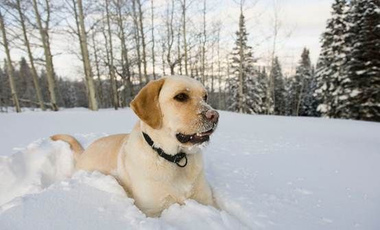 RELO PET IMMIGRANT国际宠物托运带宠物去