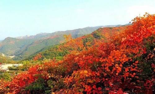 红叶来袭竹林长寿山红叶进入最佳观赏期