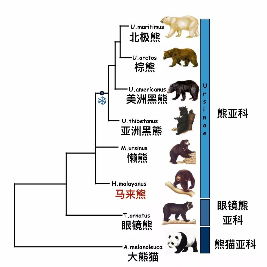 世界上最小的熊,却仍旧逃不过被剁熊掌的命运