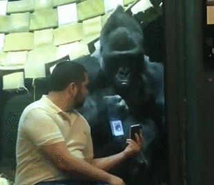 大猩猩生活在一起,其中,和它关系最好的叫bengati,两只猩经常一起吃饭