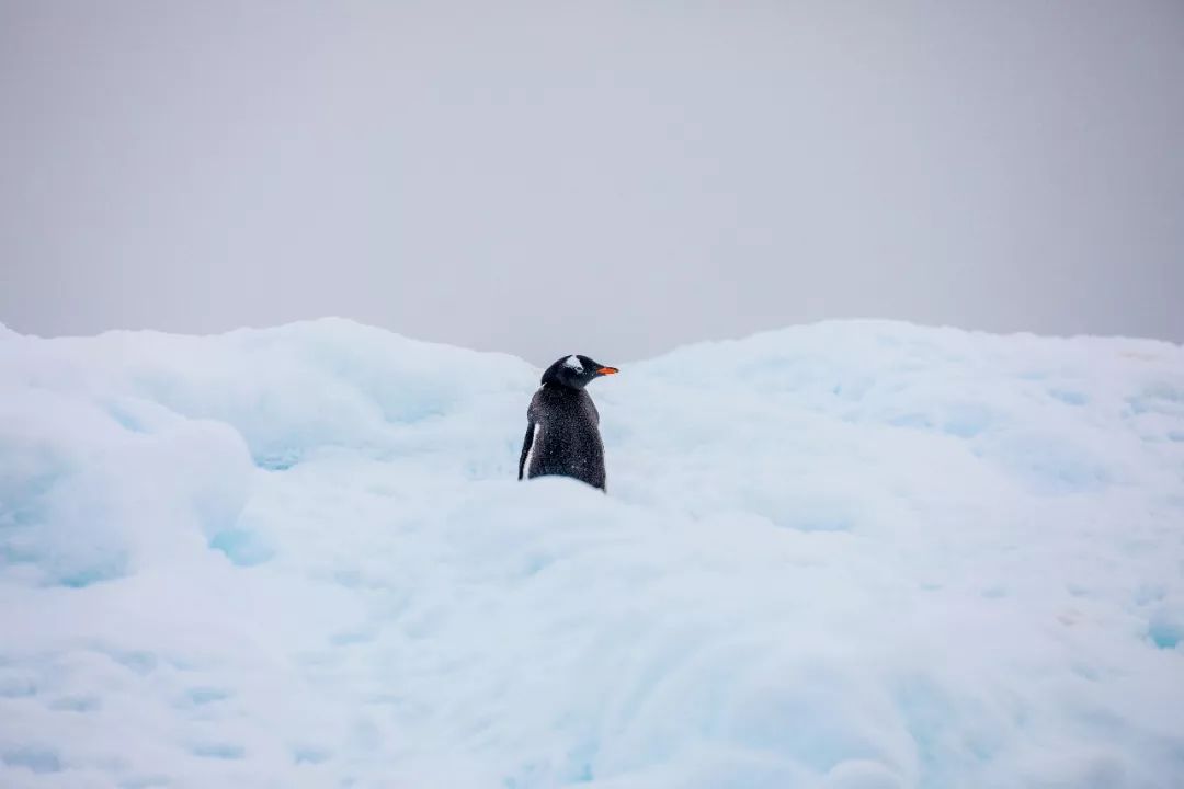 探寻南极之境 送给世界尽头的一封情书 | 全球G