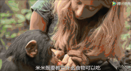 但刚出生时身体虚弱,伤势严重,被当地的黑猩猩收容基地收养,女孩米