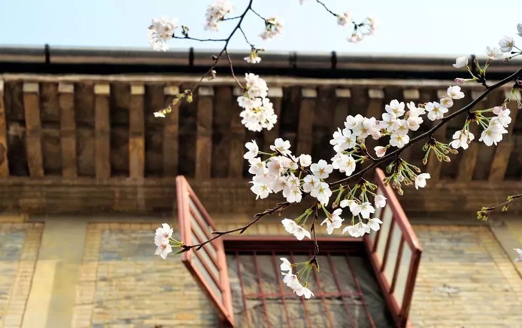 文化部将与国家旅游局合并 武大赏樱开放网上