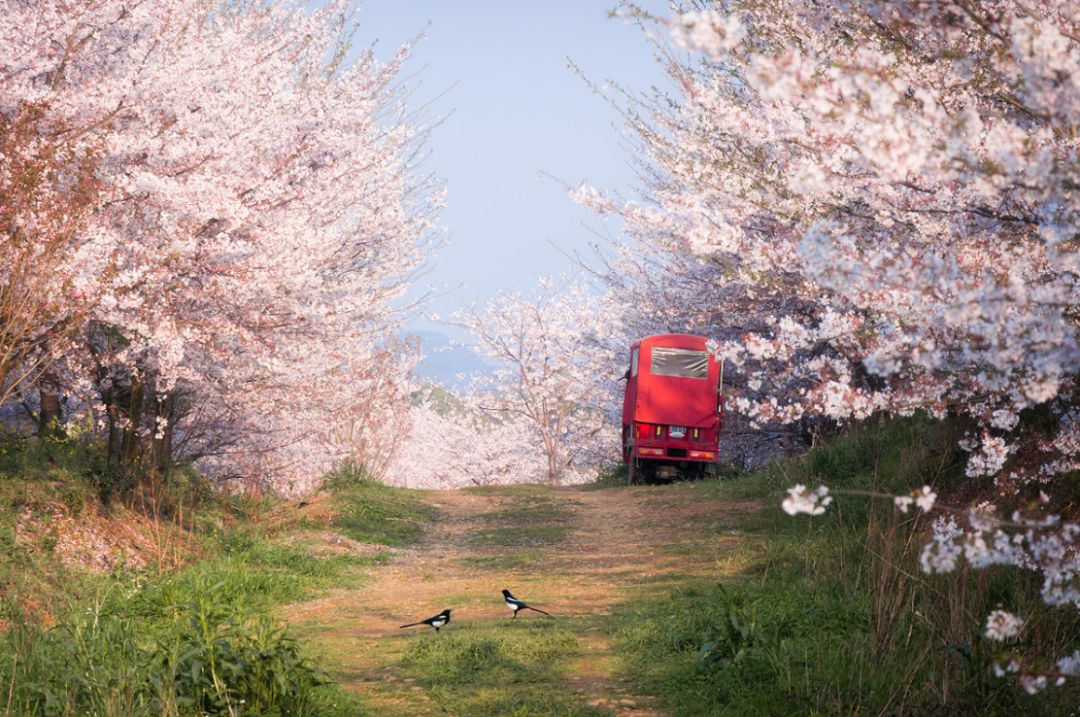 别去日本啦!蓝色星球最美最大的樱花园竟在贵