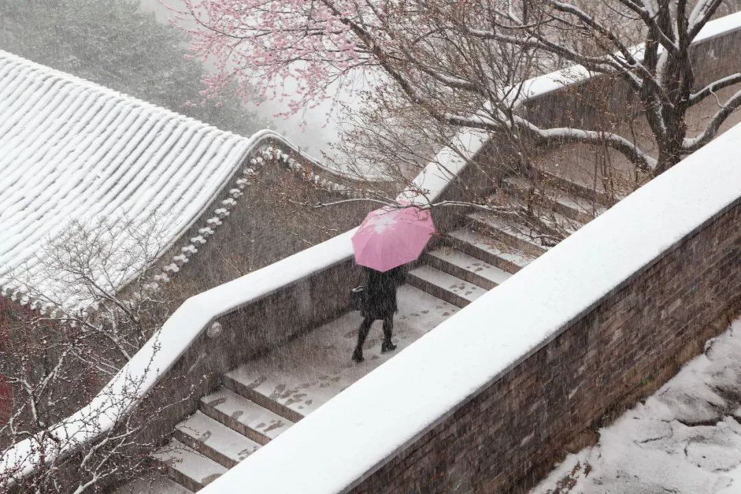 北京30年来首次四月雪！昨夜你没看到的雪景都在这