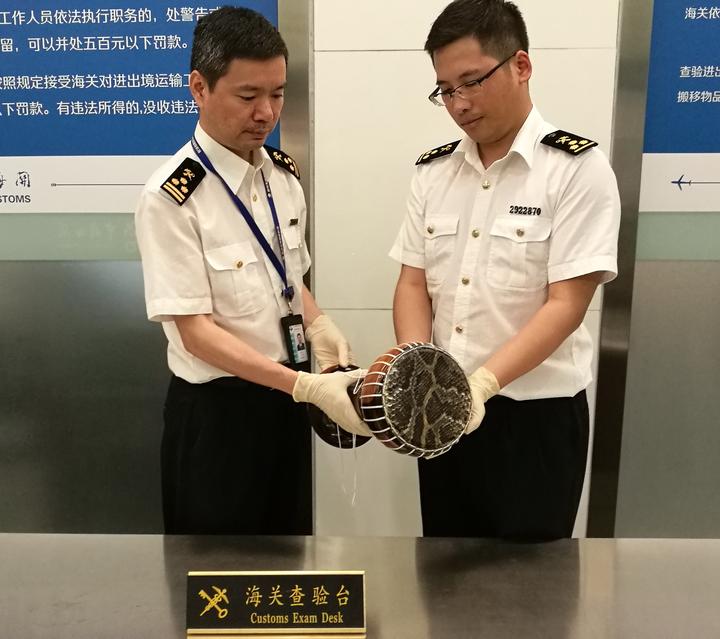 飞往温州的航班 有人偷偷带了一只蟒蛇皮鼓
