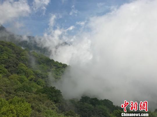 贵州省铜仁市梵净山自然保护区。冷桂玉摄