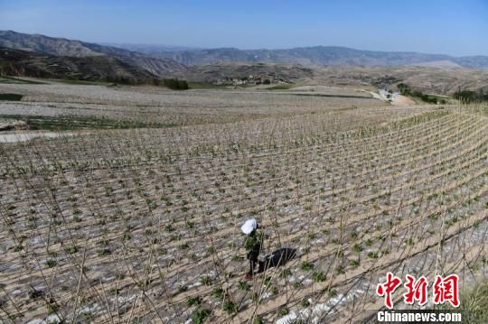 架豆产业被天水市武山县选作精准脱贫产业之一，在山区广泛推广，目前种植面积达5万亩。图为2018年5月拍摄的架豆种植场景。(资料图) 杨艳敏摄
