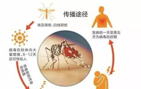 截至6月30日，浙江共报告登革热病例31例！