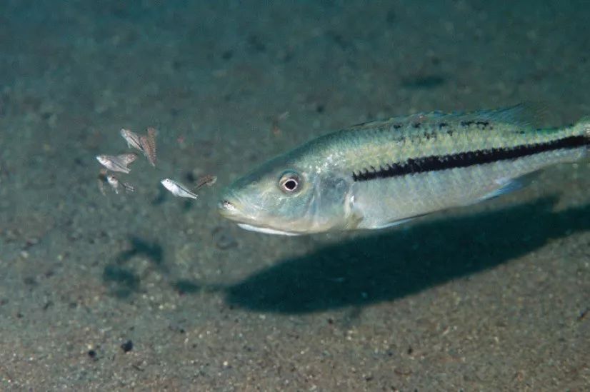 雌性丽鱼放出口孵的幼鱼
