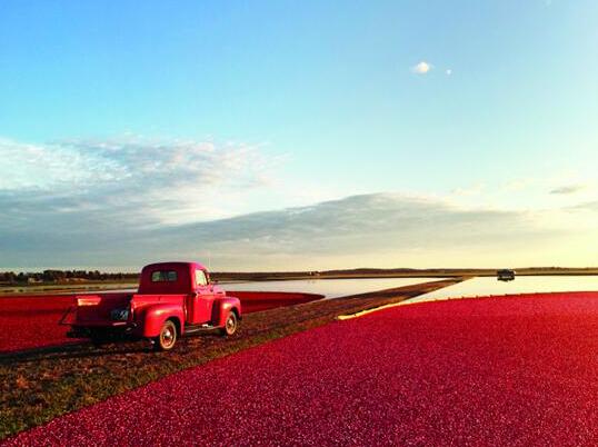 探索神秘的北美农庄,Ocean Spray 优鲜沛邀你共赏“红宝石”海洋!