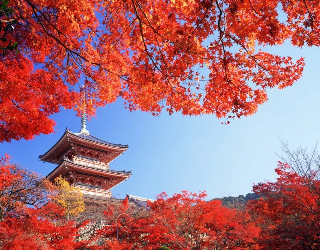 日本关西机场全面开放 新一年红叶季提上日程!