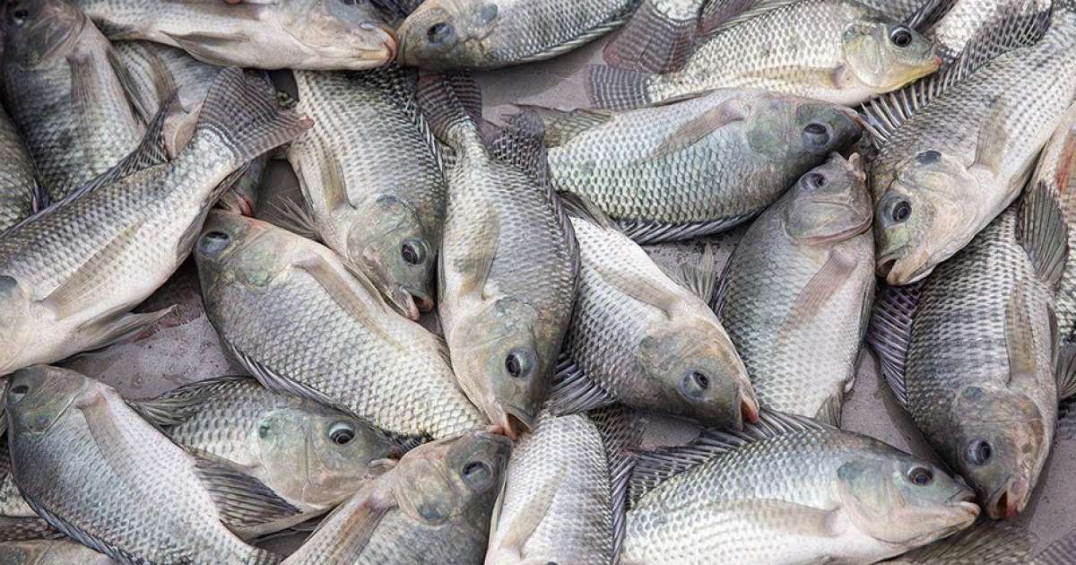 肯尼亚宣布禁止进口中国产鱼类 专家：但本地供给不够