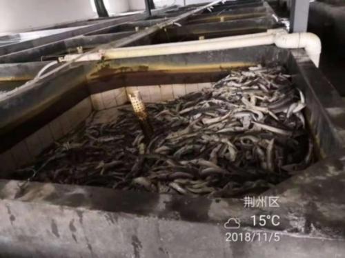 11月5日死亡的中华鲟幼鱼。 受访者供图