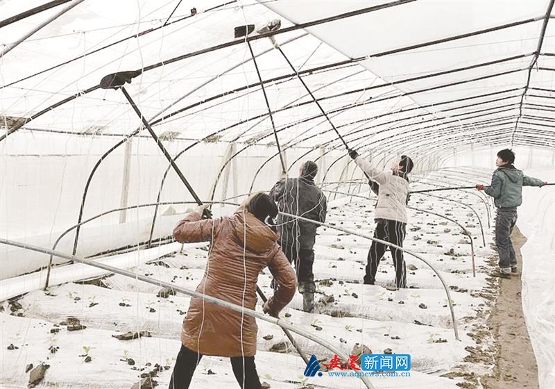 安庆:大棚除冰除雪 防止倒塌