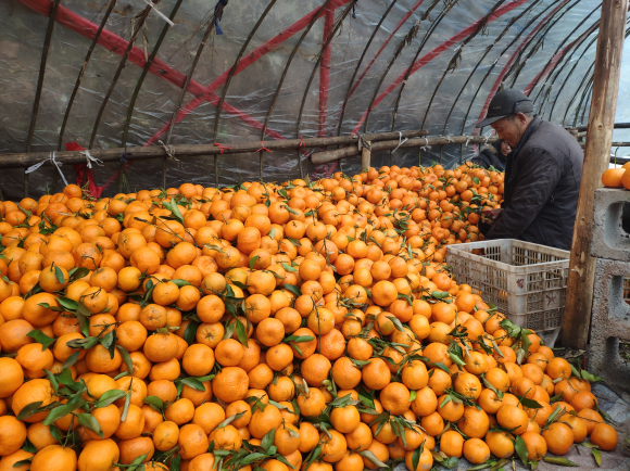 11万吨泸溪椪柑告急 滞销果实堆积如山