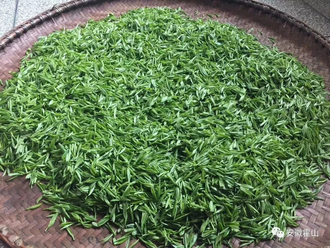 刚采摘的霍山黄芽，作为全国绿色小康县、全国绿化模范县，霍山将这股“绿色”的春风送给安徽人，绿色，是霍山发展的底色