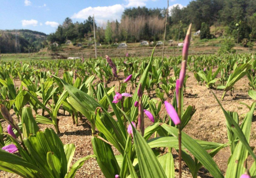 白芨种植项目云南昆明金草世家白芨实力大品牌