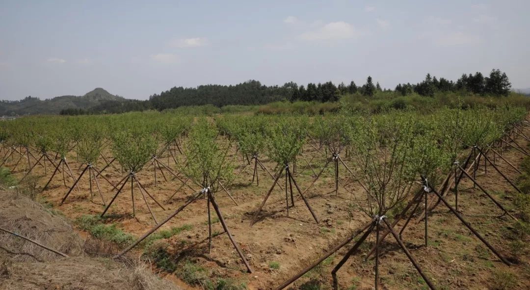 宜黄县各乡镇gdp排名_宜黄县人民政府 部门政务 宜黄县开展2020年度全县乡镇经济社会发展巡察