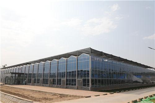 潍坊国家农业综试区内一座现代化的玻璃温室。